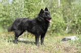 SCHIPPERKE 275